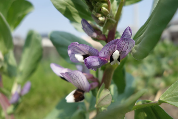 そら豆の花 宝塚小林農園