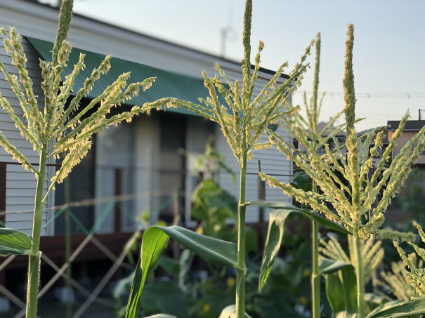 トウモロコシの花 宝塚小林農園