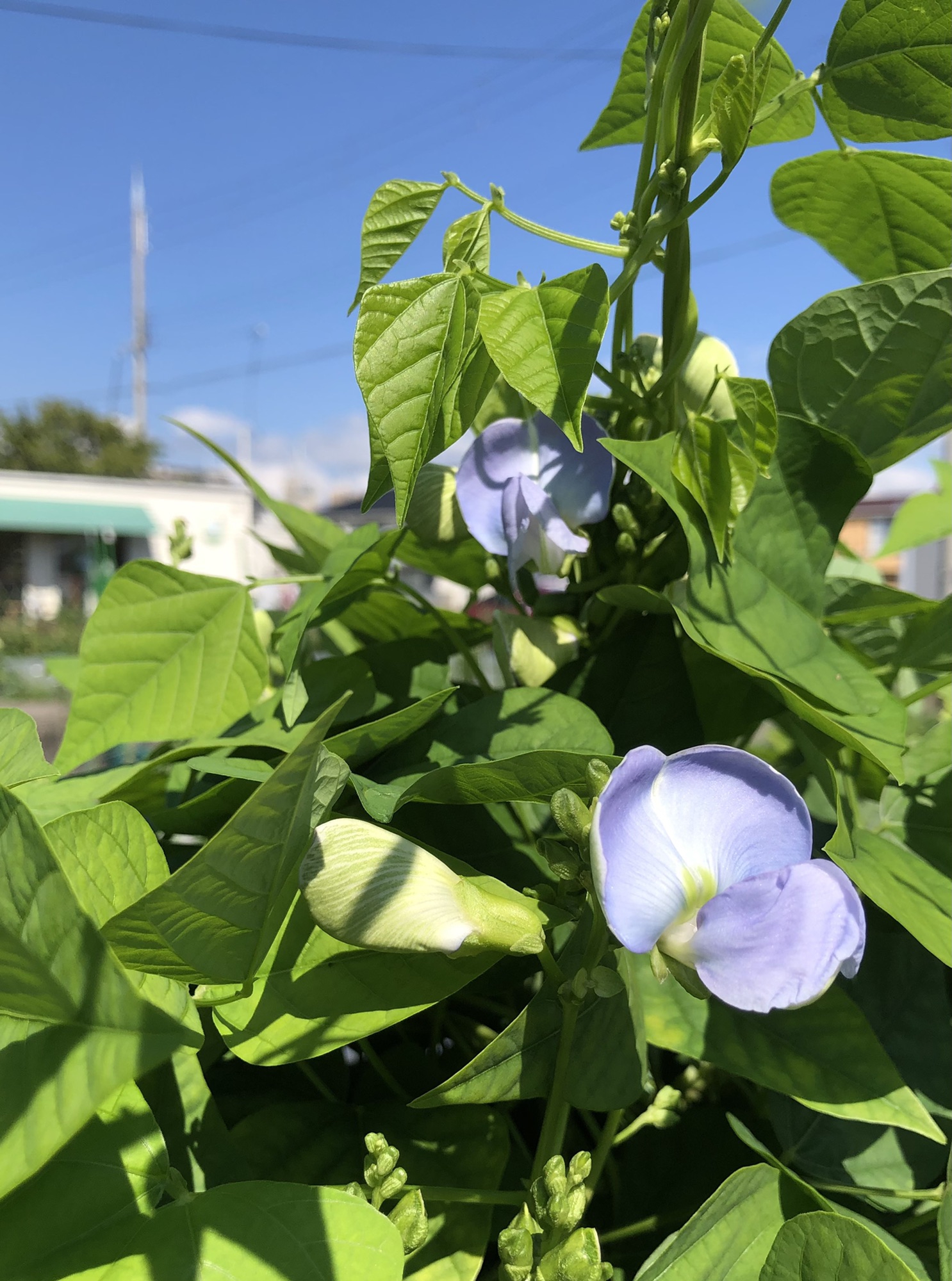 布花　「山のツル豆の木」　4本 約75㎝ 布花 「山のツル豆の木」4本 約75㎝