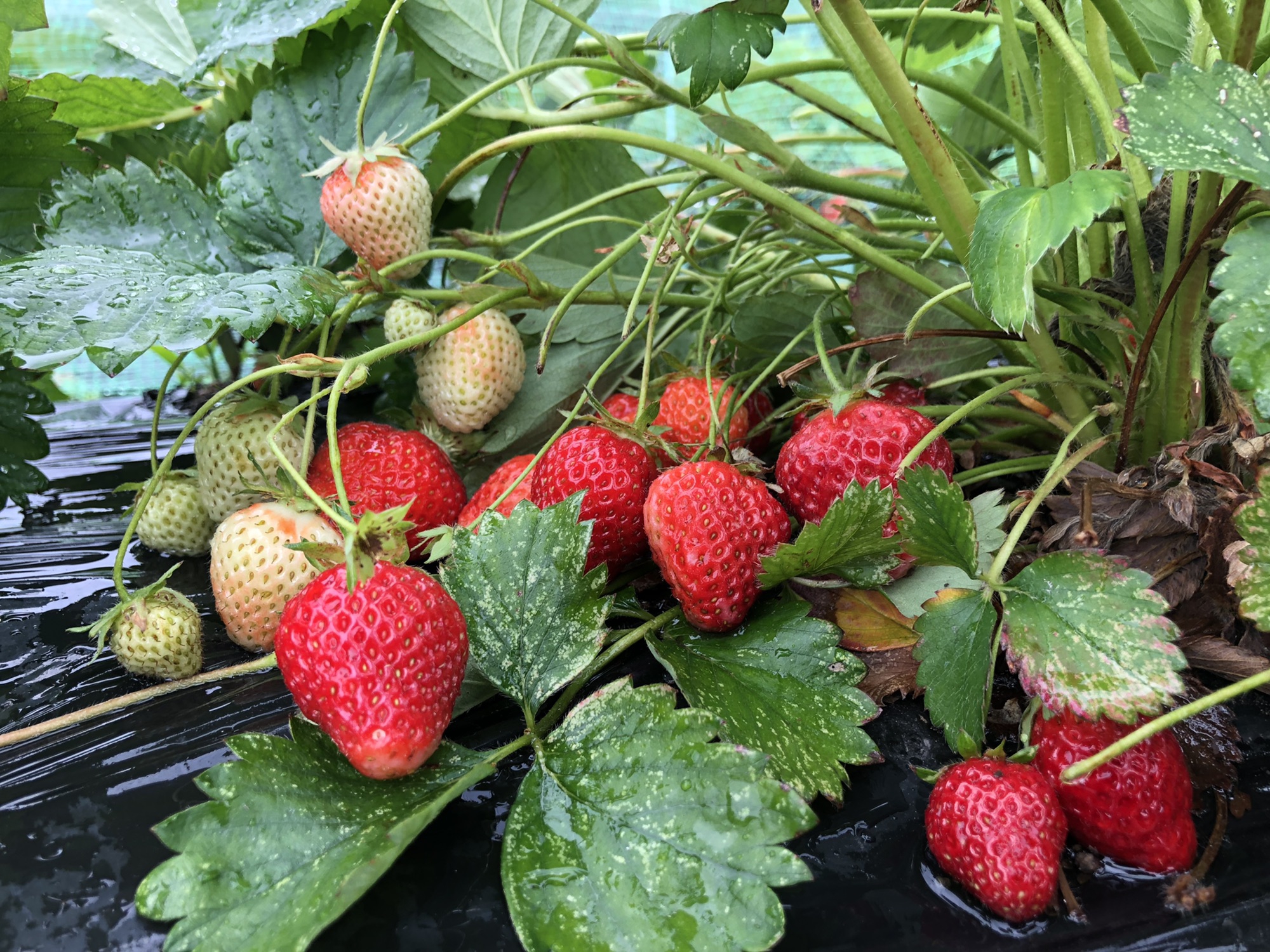 とちおとめ　大粒いちご苗　100株セット とちおとめ 大粒いちご苗 100株セット 【公式通販】