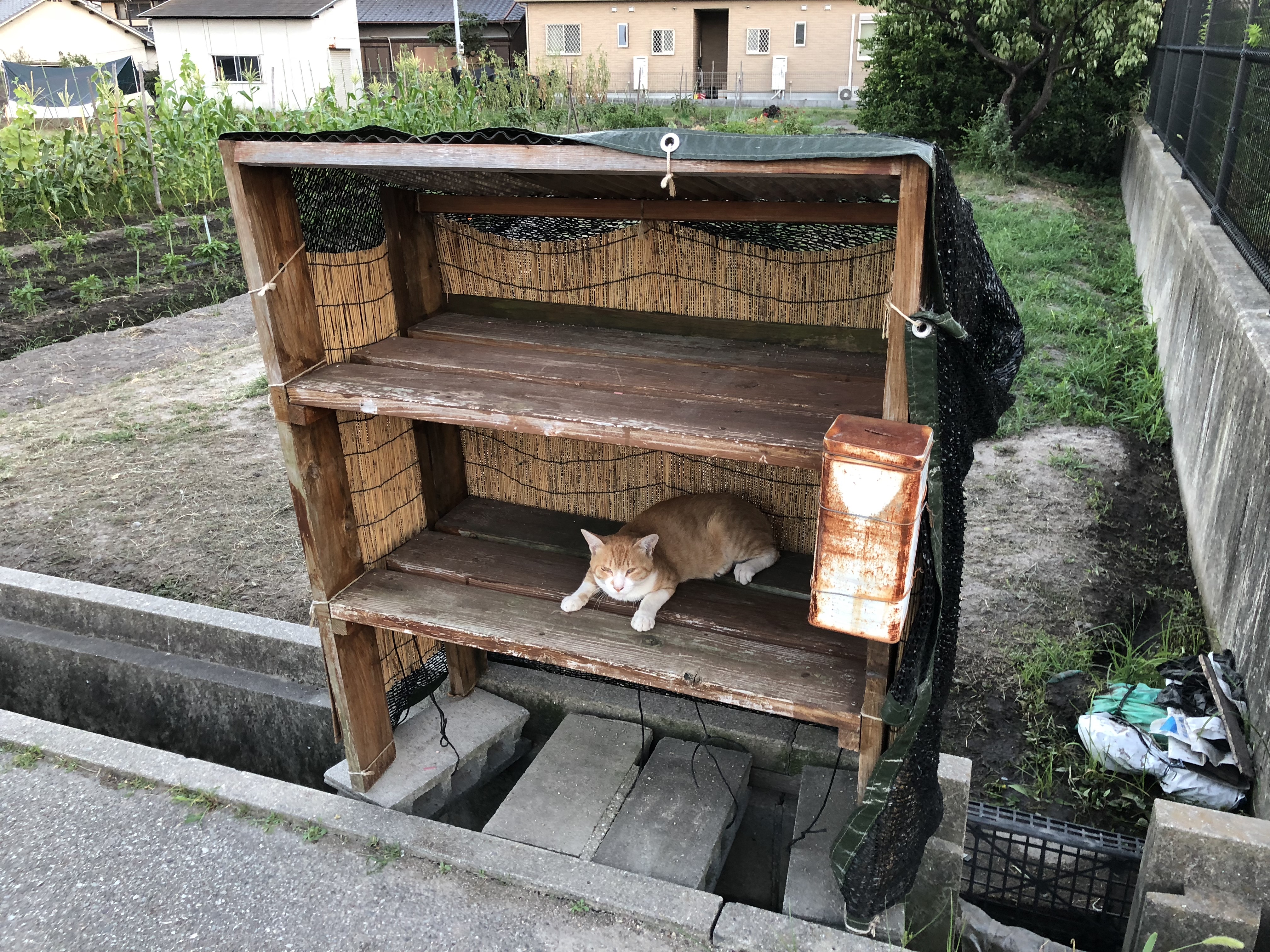 猫の店番 宝塚小林農園