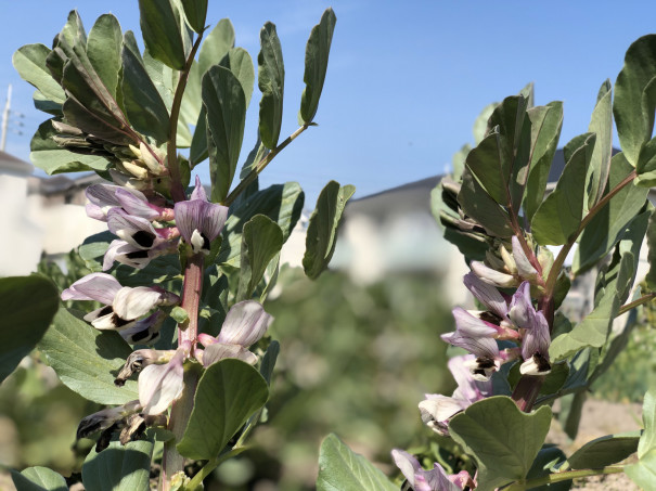 そら豆の花 宝塚小林農園