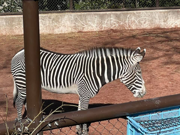 野毛山動物園 かいじゅうの森ようちえん