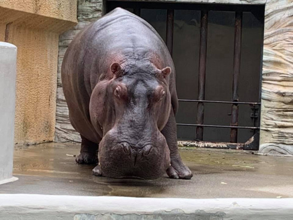 上野動物園 かいじゅうの森ようちえん