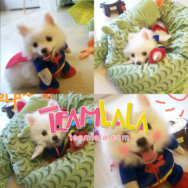 17新作ワンちゃん洋服殺到 Teamlala Sファッション