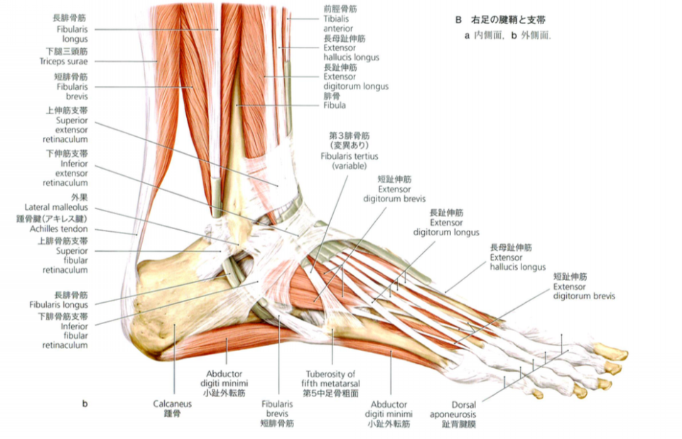 足首 足指の動きについて Love Body