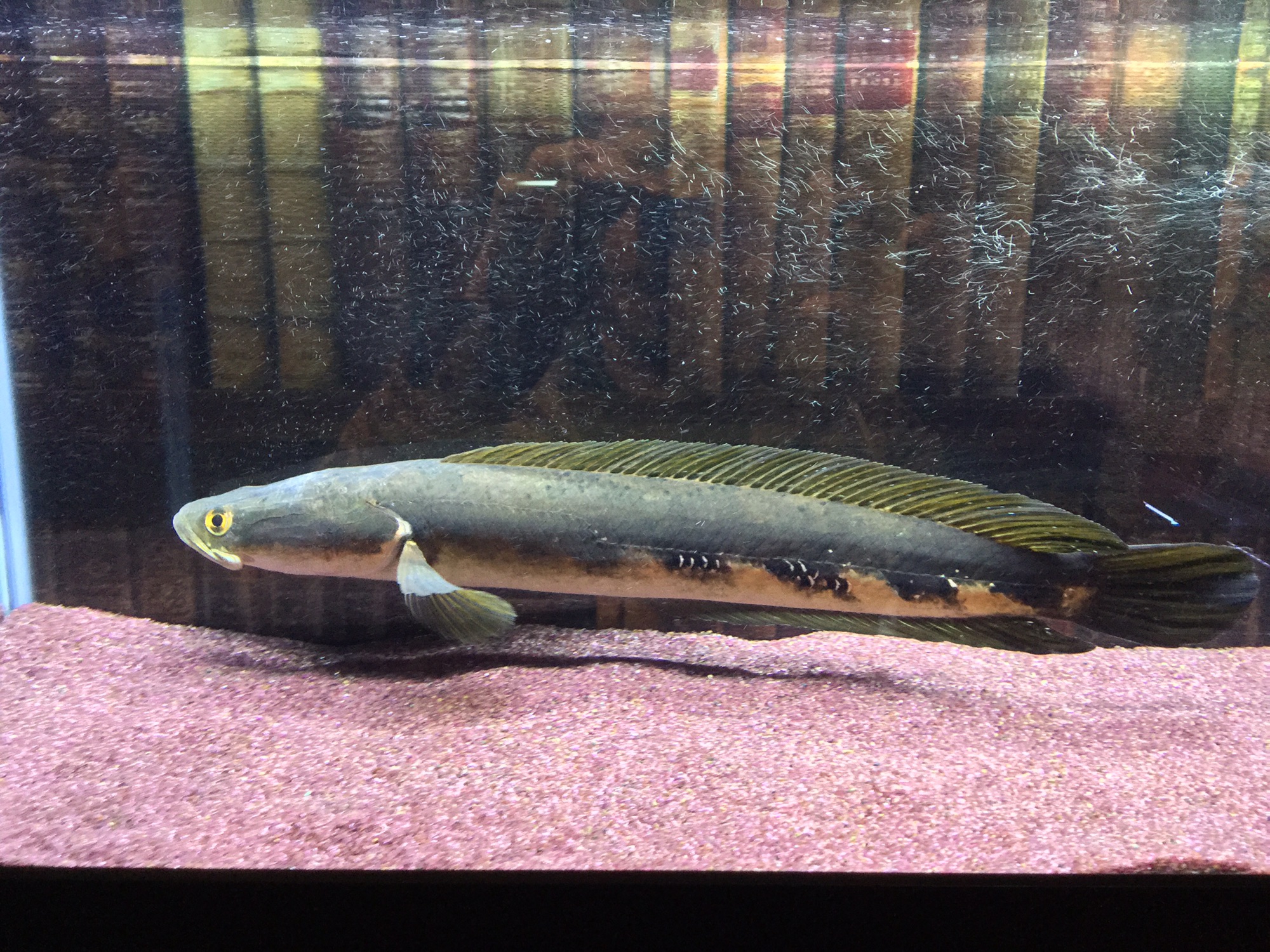 コルザ 雷魚 スネークヘッドモデル 【公式通販】