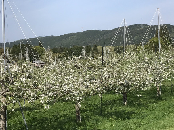 リンゴの花が満開に 第二豊楽園