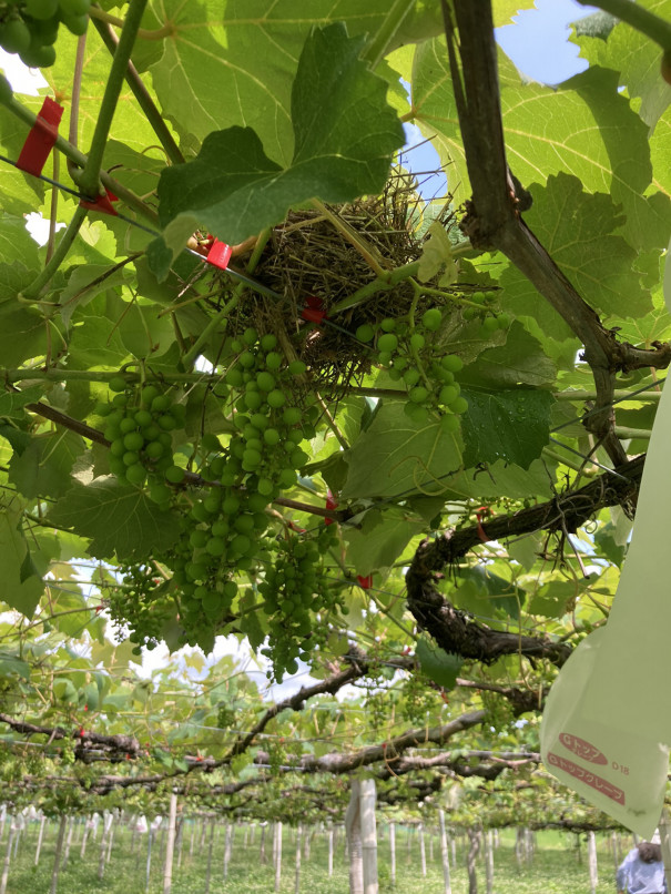 袋掛け作業中のぶどう棚に鳥の巣 第二豊楽園