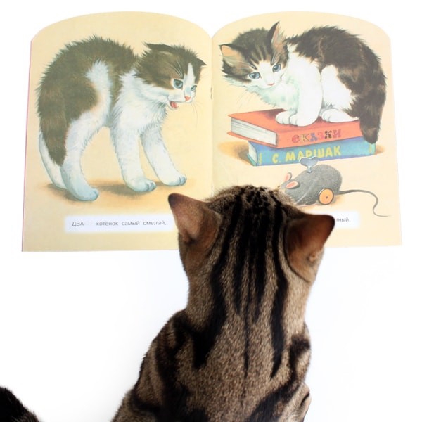 再入荷】ロシアのかわいい猫の絵本（新装版） | NUKO NUKO