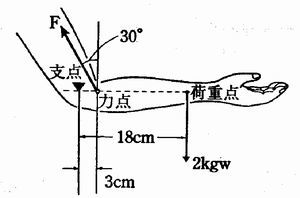 継続 荷運びも 支点 力点 作用点 荷物と地面に近い関節に注目 職場健康 Com