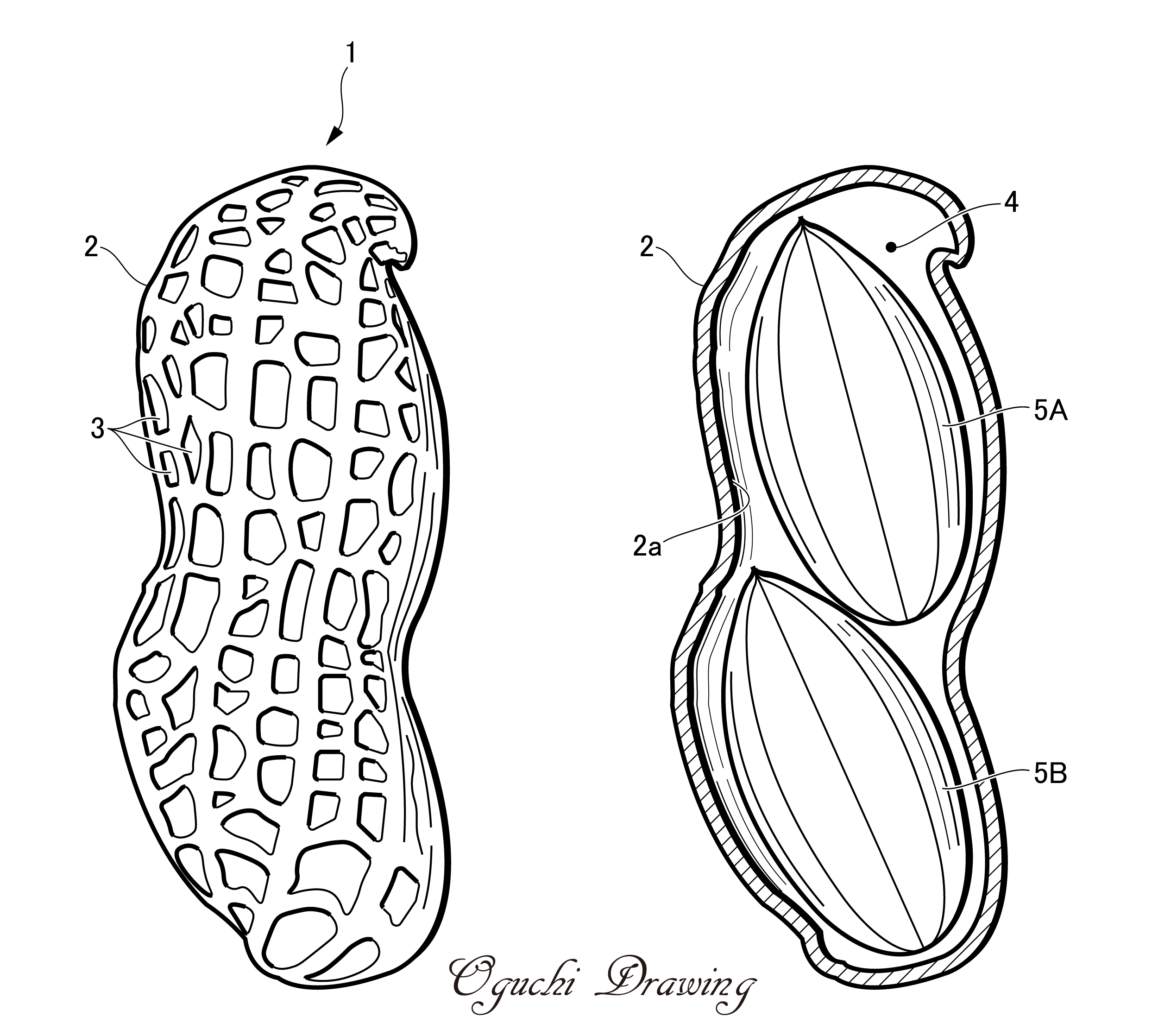 落花生の作図例 オグチ ドゥローイング