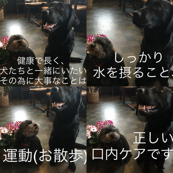 愛犬愛猫の健康寿命を延ばすには Natural Dog Shop Cafe Sumichica