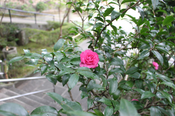 さざんかが咲いていました 浄土宗 心行寺