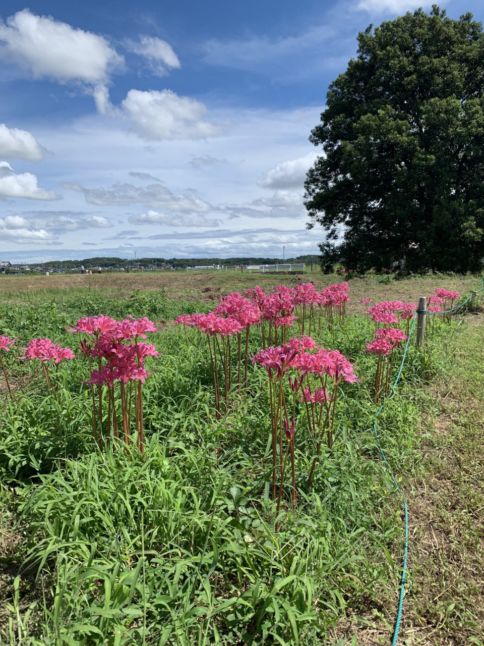 彼岸花でピンクのものは リコリス と呼ばれる園芸用に品種改良された彼岸花 旬彩美食てん 旬彩美食てん 半田店