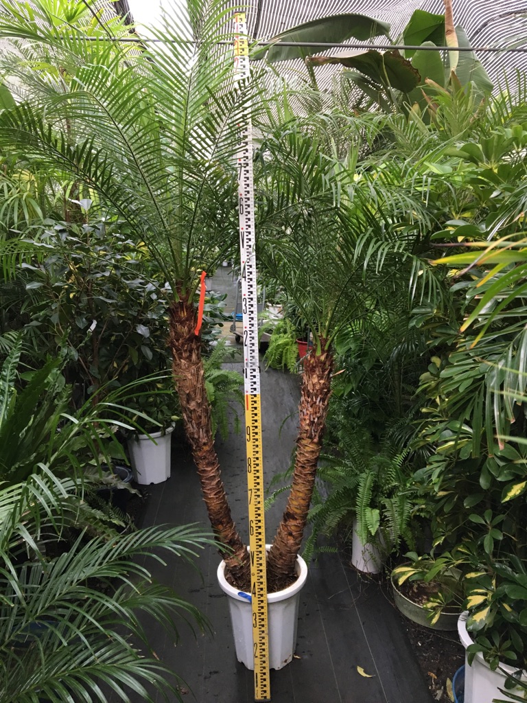 フェニックスロベレニー180センチ - 観葉植物