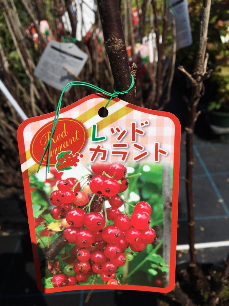 レッドカラント フサスグリ 184 アンベグリーン 植木 苗木の卸販売専門店