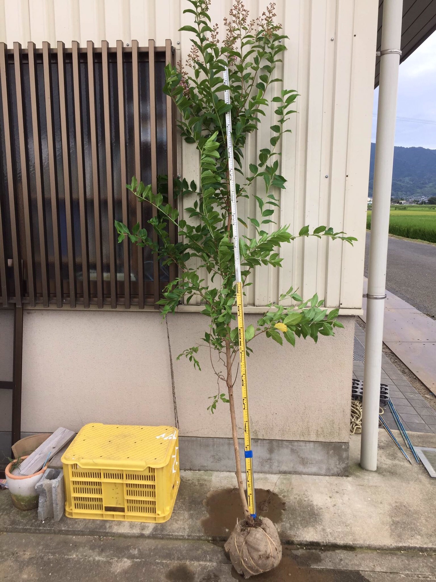 サルスベリ ピンク マスコギー 1.8〜2.0m 根巻き 100本 1.2m 21cmポット 30本 *22 アンベグリーン 植木、苗木の