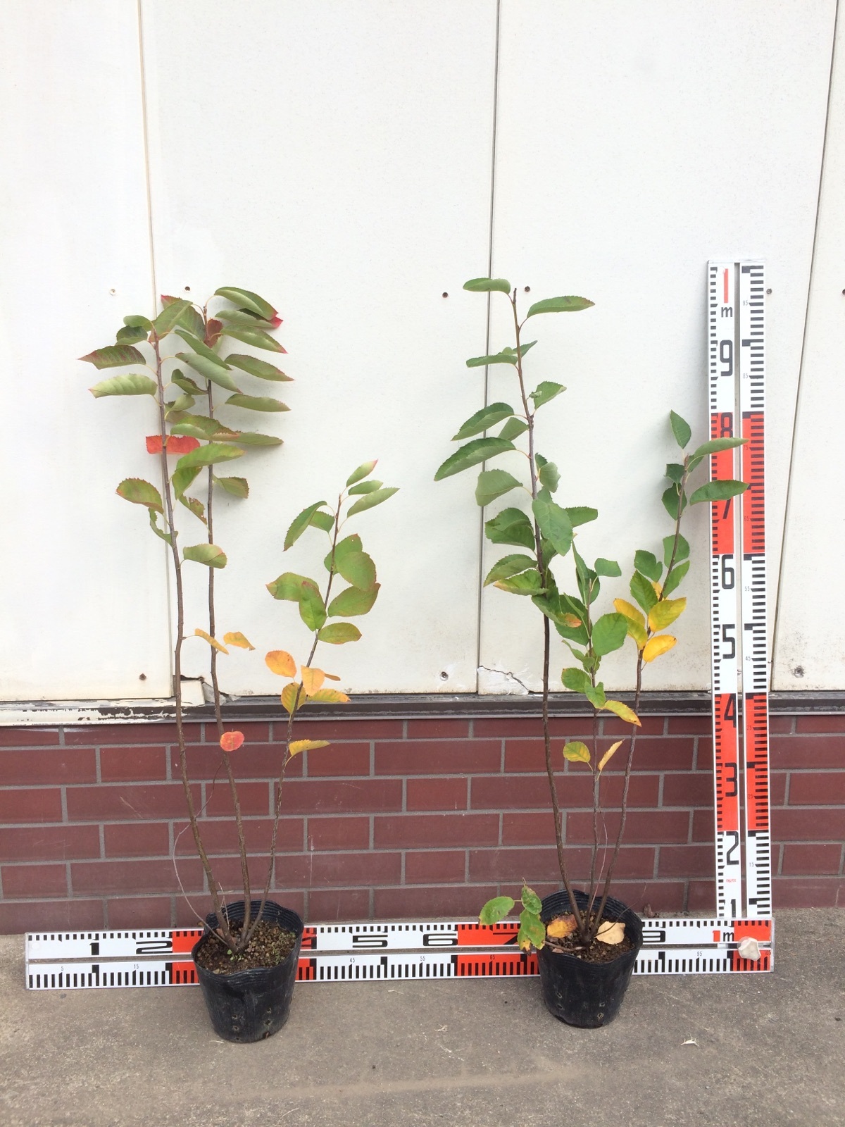 植込用苗 | アンベグリーン 植木、苗木の卸販売専門店