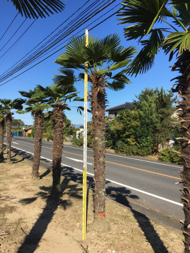 トウシュロ トウジュロ *181 | アンベグリーン 植木、苗木の卸販売専門店