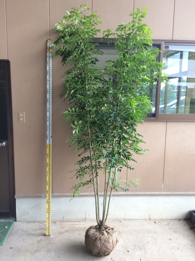 シマトネリコ 本株 37 アンベグリーン 植木 苗木の卸販売専門店 シマトネリコ 本株 37 アンベグリーン 植木 苗木の卸販売専門店
