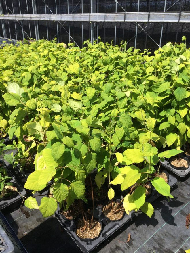 アジサイ アナベル 116 アンベグリーン 植木 苗木の卸販売専門店 アジサイ アナベル 116 アンベグリーン 植木 苗木の卸販売専門店