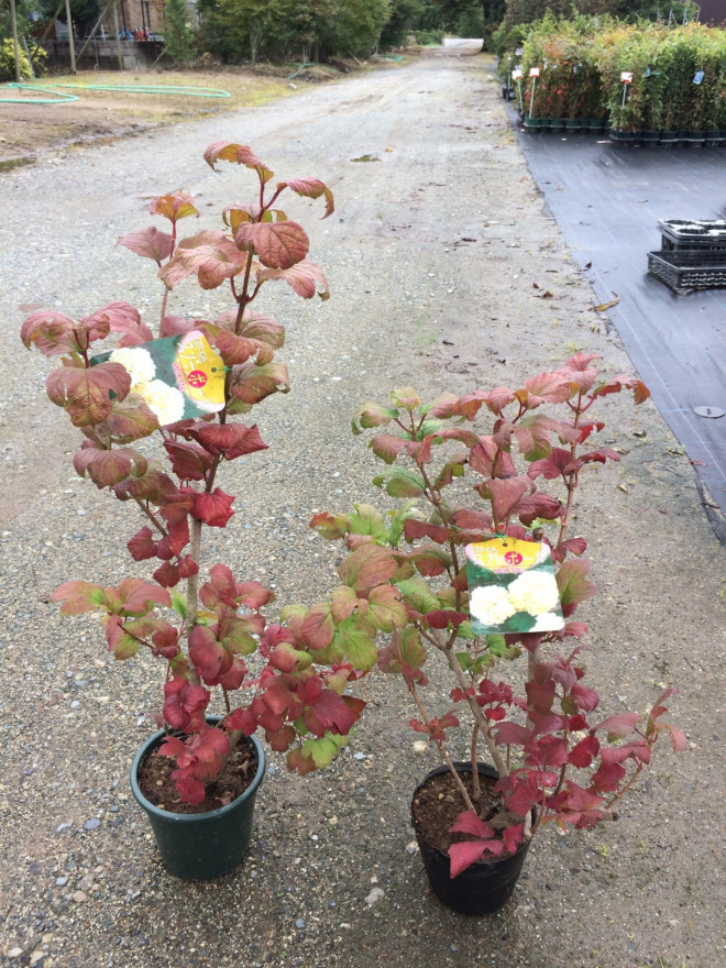ビバーナムスノーボール 86 アンベグリーン 植木 苗木の卸販売専門店