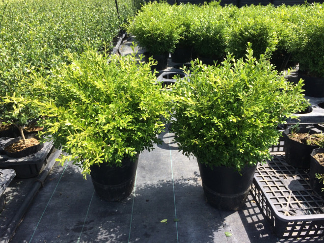クサツゲ 115 アンベグリーン 植木 苗木の卸販売専門店