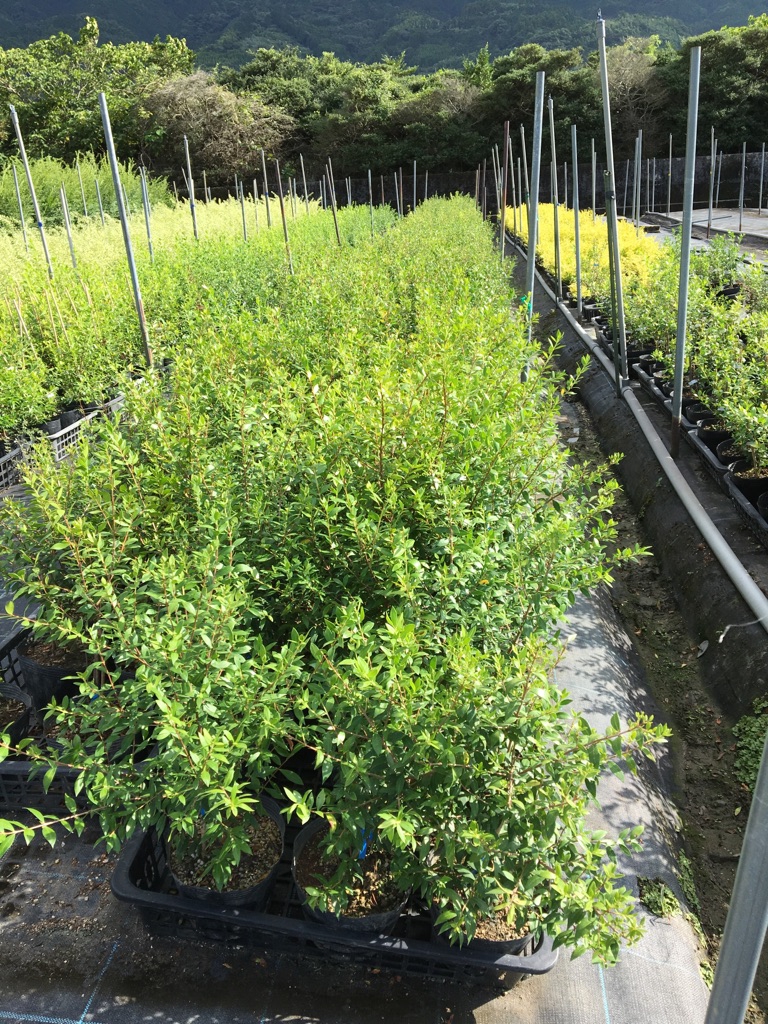 ギンバイカ 15φ *157 | アンベグリーン 植木、苗木の卸販売専門店