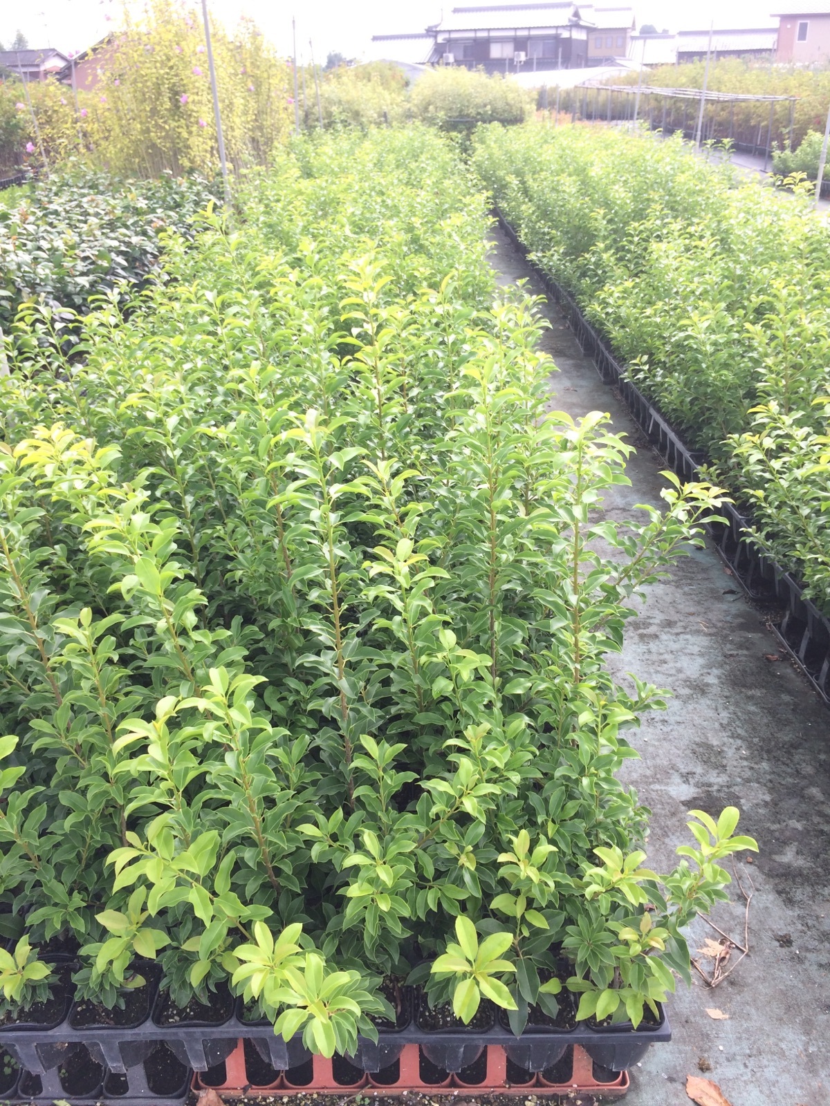 ソヨゴ　雄　/304 楽天市場】ソヨゴ オスの通販