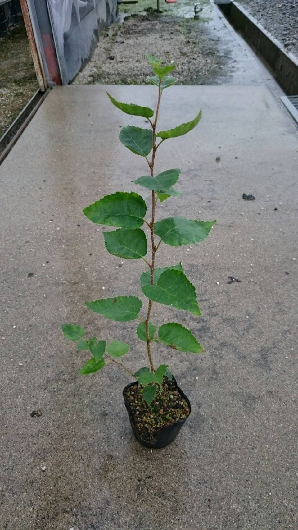シラカバ ジャクモンティー 9cmp 1500本 *43 | アンベグリーン 植木 ...