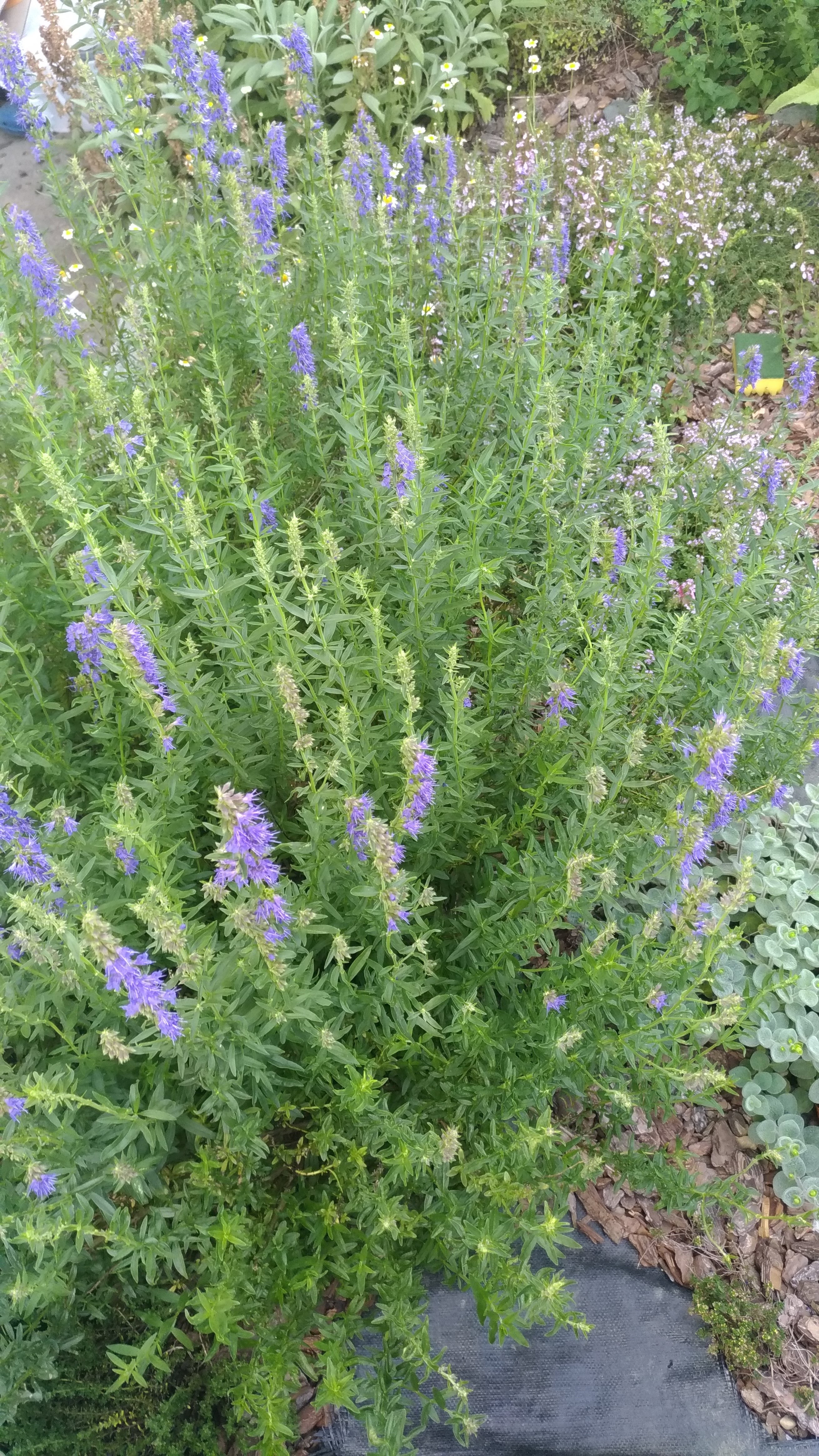 ヒソップ 東京クラフトリキュール 小規模手作りリキュールメーカー