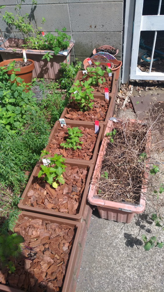 秋の植え替え 東京クラフトリキュール 小規模手作りリキュールメーカー