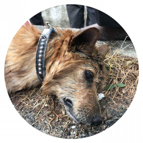 捜索 この犬の飼い主さんを探してます 愛媛県 松山市 拡散希望 回覧板 迷子犬 訃報 Dojinbarの女将さん 一日一楽