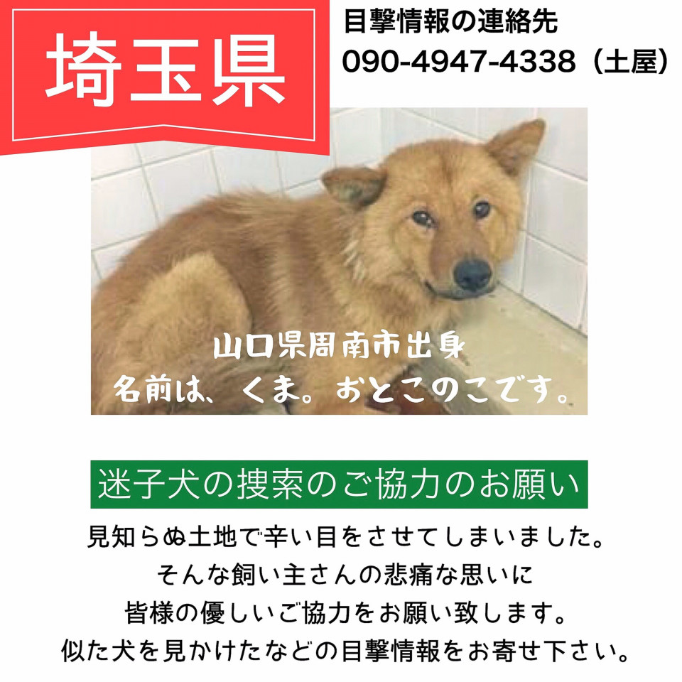 更新 秩父市の皆様 元野犬の迷子犬の目撃情報のご協力をお願いします Dojinbarの女将さん 一日一楽