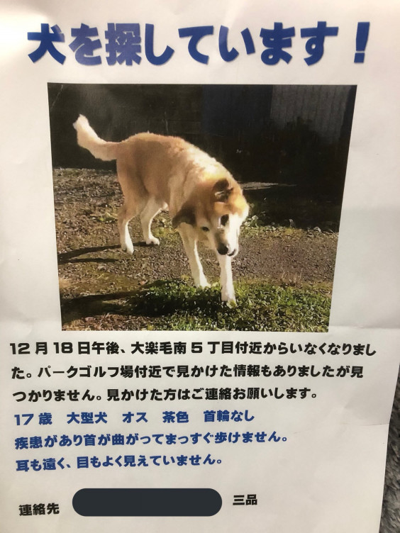 70以上 釧路 迷い 犬 髪型