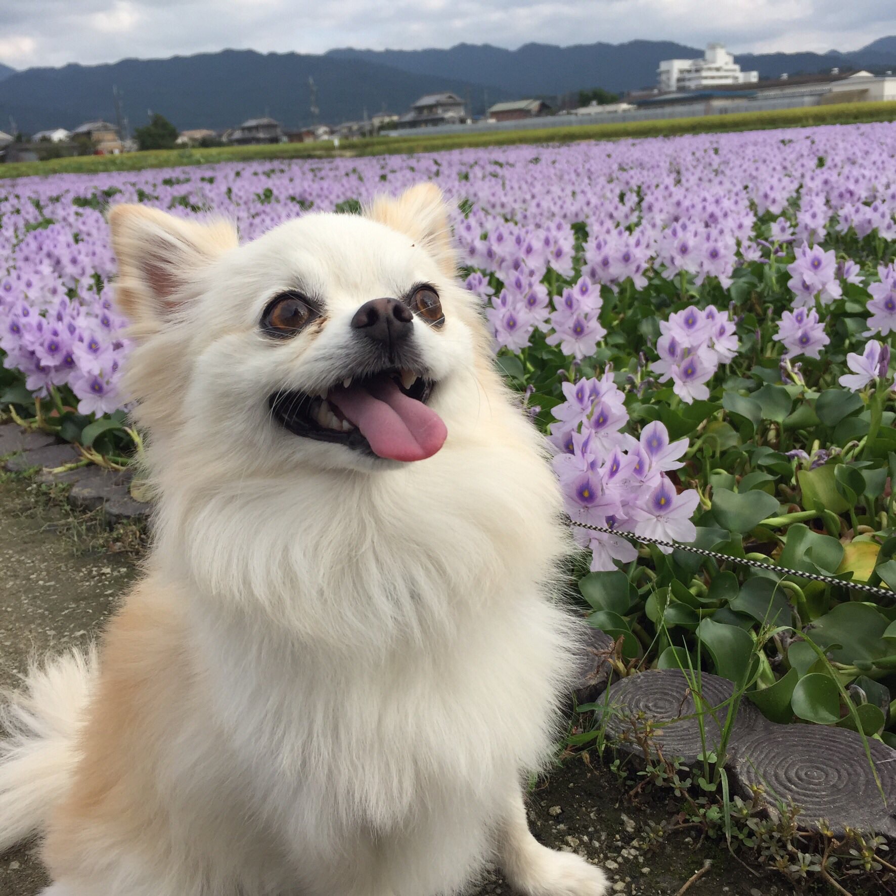 犬 連れ去り 札幌市トイプードル 犬連れ去り事件