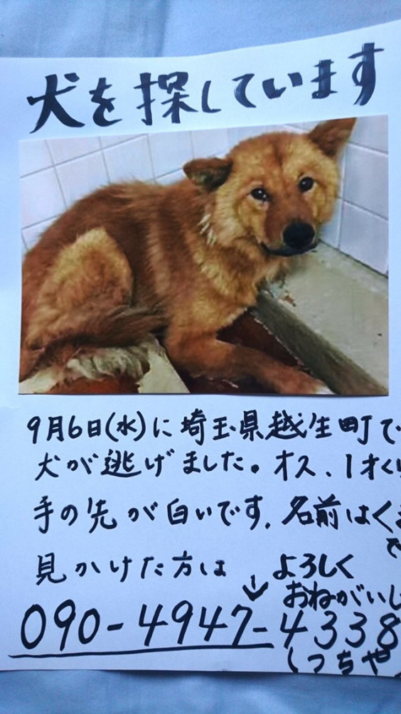 更新 秩父市の皆様 元野犬の迷子犬の目撃情報のご協力をお願いします Dojinbarの女将さん 一日一楽