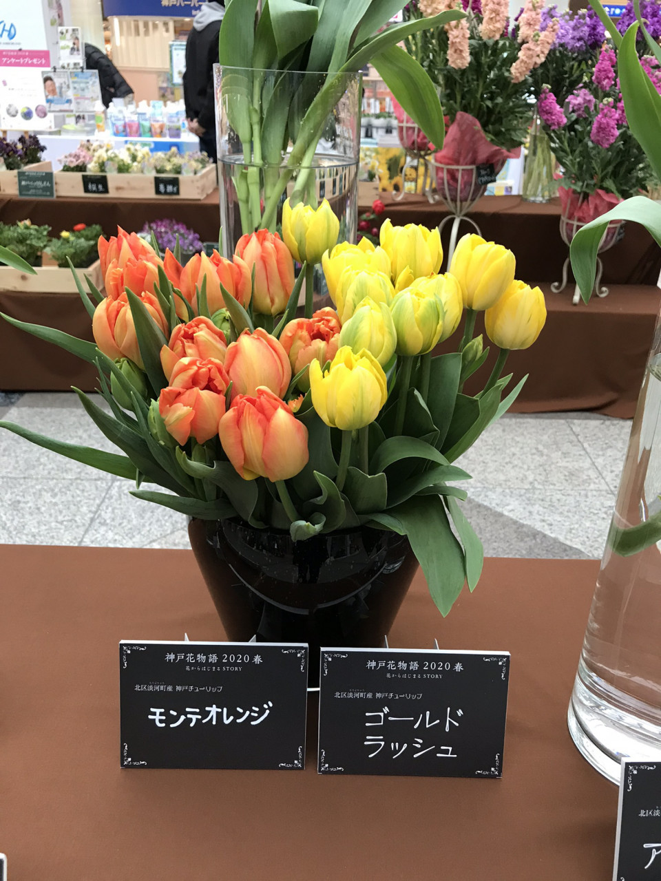 チューリップ品種 その2 ハナトトモニ Kamoe Arne チューリップ品種 その2 ハナトトモニ Kamoe Arne