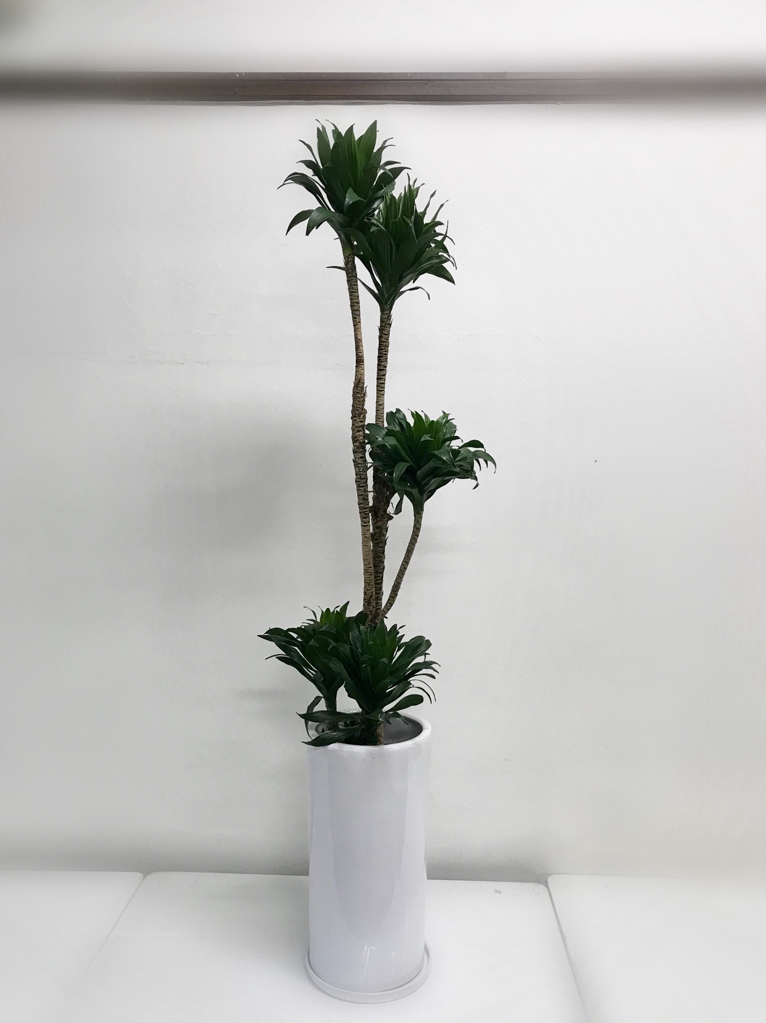 ドラセナコンパクター ハナトトモニ Kamoe Arne