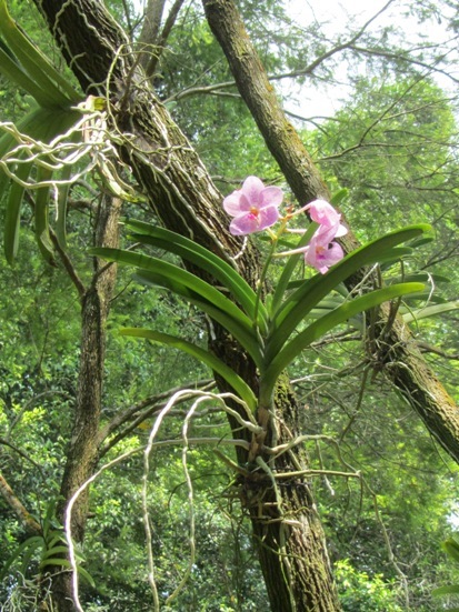 胡蝶蘭ミディ【マザーチーク】 | ブーケ＿花とギフトの店 ARNE