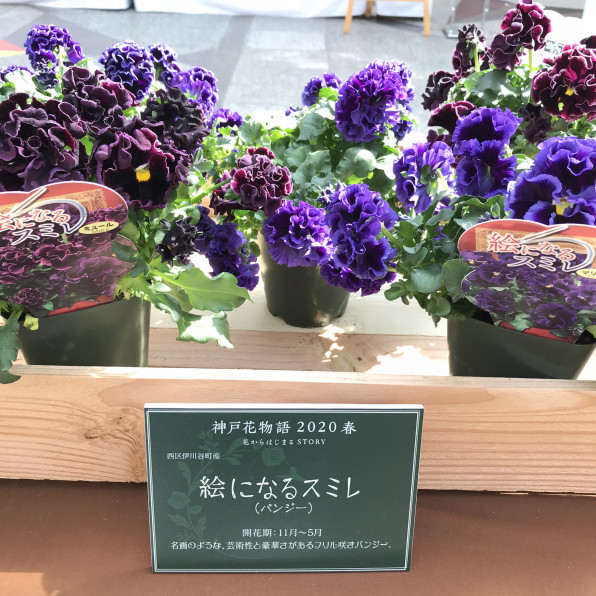 伊川の花壇苗 ハナトトモニ Kamoe Arne