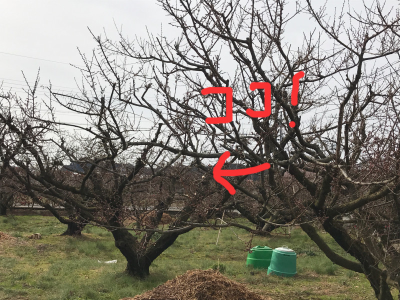 梅の花見つけた 溝口建設