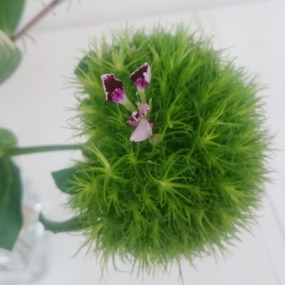 テマリソウ Arpeggio S Blog テマリソウ Arpeggio S Blog