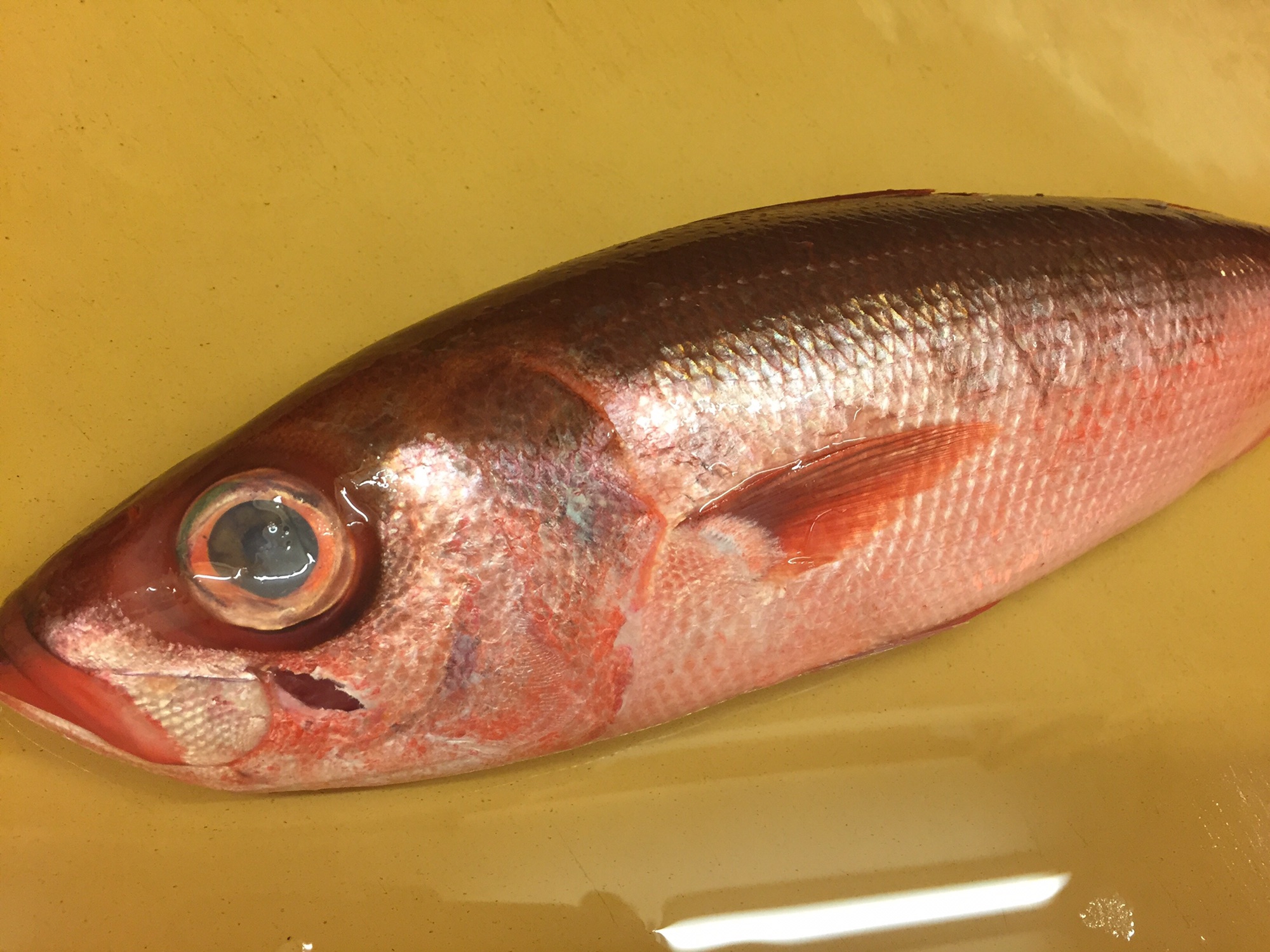 冬の赤い魚たち Red Fish In Winter 池袋 もり山 Moriyama