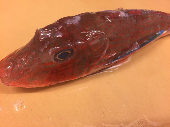 冬の赤い魚たち Red Fish In Winter 池袋 もり山 Moriyama