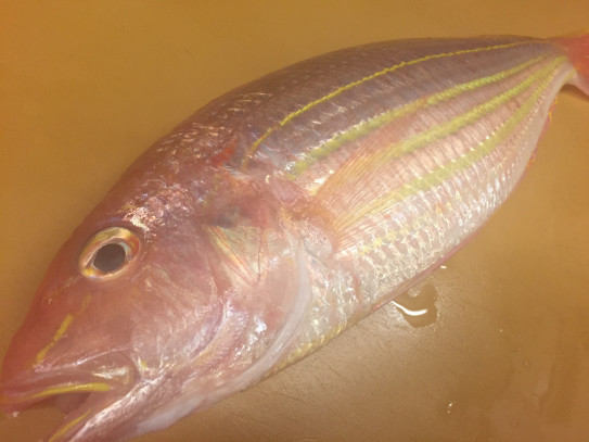 冬の赤い魚たち Red Fish In Winter 池袋 もり山 Moriyama