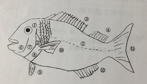 魚の各部位の名称 料理の知識を上げよう