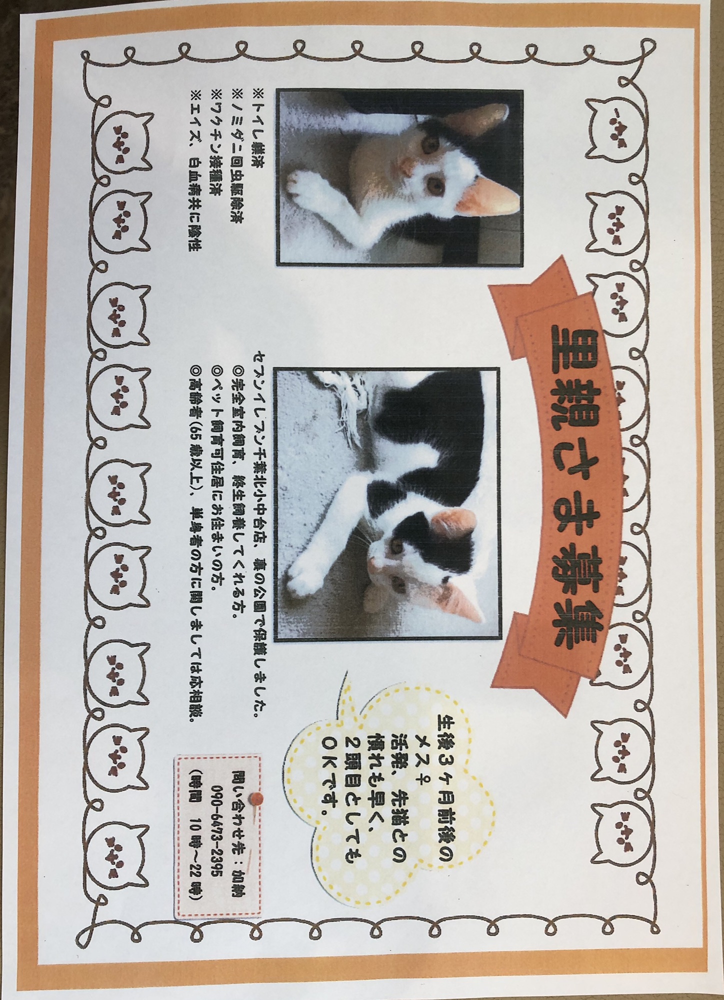 子猫の里親募集中です。  いわぶち動物病院