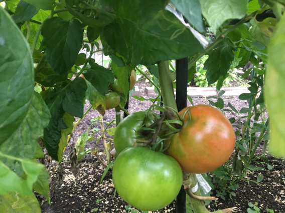 7 9 木 やま蔵菜園の過保護な夏野菜たち Food Factoryやま蔵